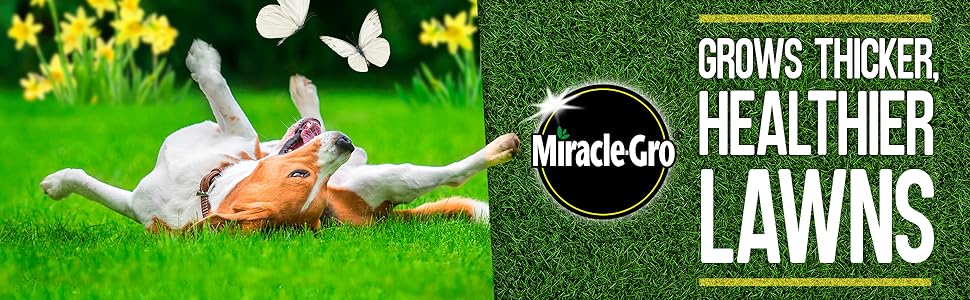 Miracle-Gro EverGreen - Grows Thicker, Healthier Lawns - Beautiful Gardens Start Now