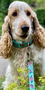 YUDOTE Dog Collar Lead Set