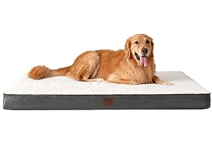 dog sofa bed