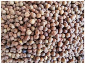 Maple Peas 1kg Fishing Bait Bird Seed LGDS