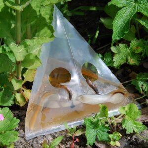 SLUG TRAPPER - 20 Slug Traps for Indoor and Outdoor - Disposable Garden Snail and Slug Beer Traps