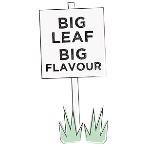 big leaf, big flavour, big leaf big flavour, teapigs, whole leaf