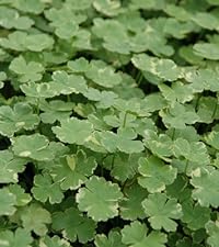 Hydrocotyle-Sibthorpiodes