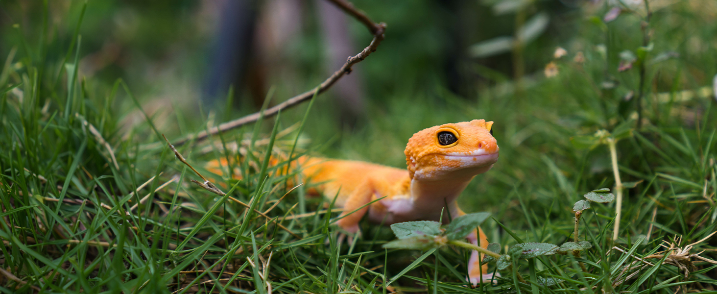 Reptiles love mealworms