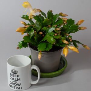 Tropical Plants UK - 3 x Christmas Cactus