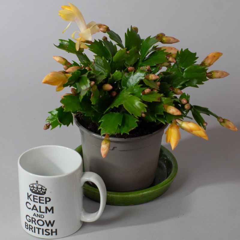 Tropical Plants UK - 3 x Christmas Cactus
