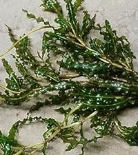 Potamogeton Crispus