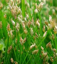 Eleocharis Acicularis