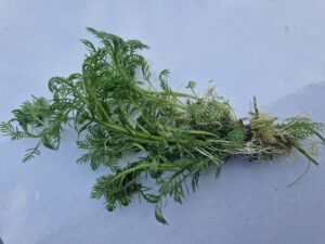 Lincspplants Hottonia Palustris Oxygenating Pond Plant - Native Oxygenator (5)
