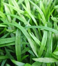 Lilaeopsis Brasilensis