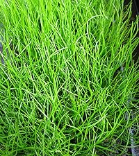 Pilularia Globulifera