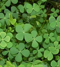 Marsilea Quadrifolia
