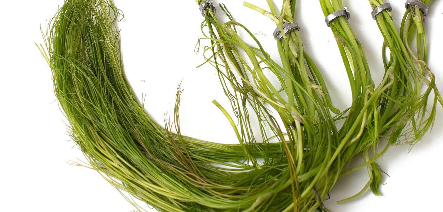 Ranunculus aquatillis