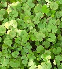 Hydrocotyle nova Zealandiae