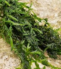 Fontinalis Antipyretica