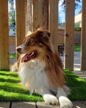 Artificial Pet Pee Grass