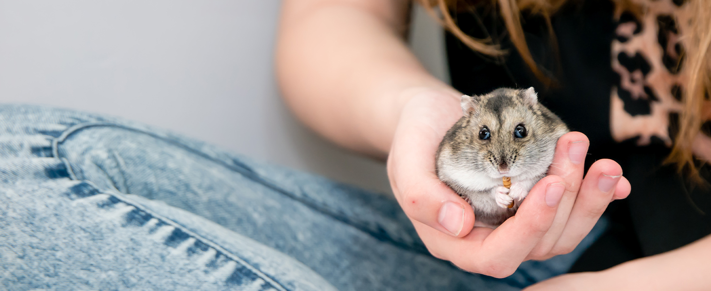 Ideal treat for hamsters, gerbils, and mice—our mealworms promote wellbeing.