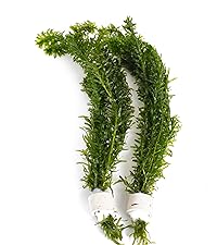 Egeria Densa/Elodea Densa