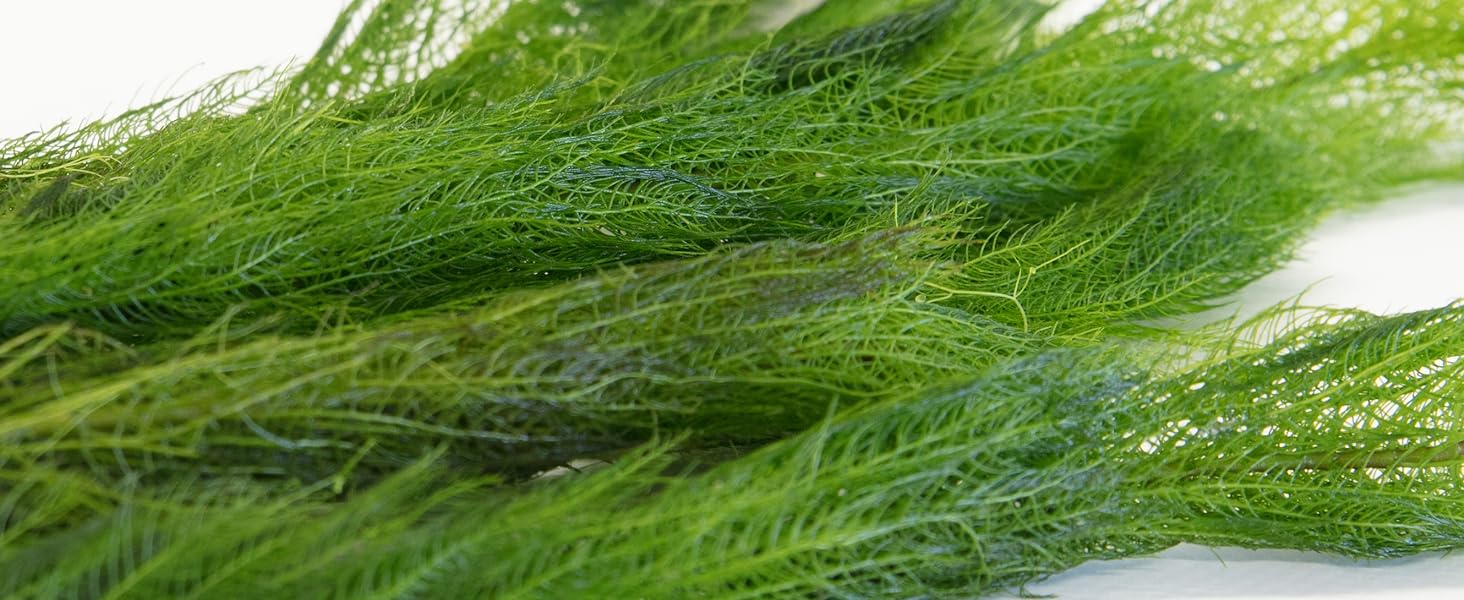 Milfoil_closeup