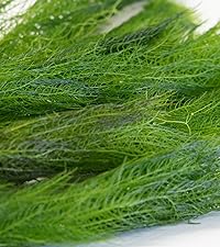 Milfoil_closeup