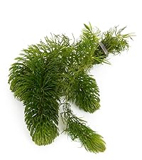 Ceratophyllum (Hornwort)
