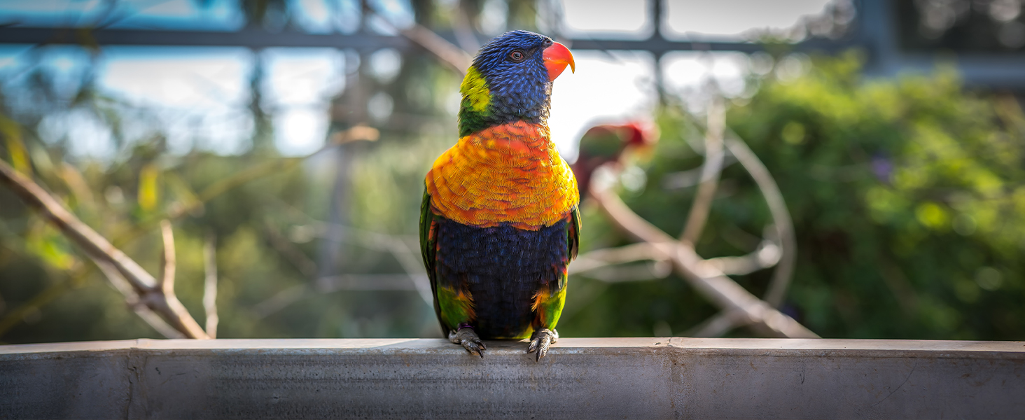 Bird Sanctuarys