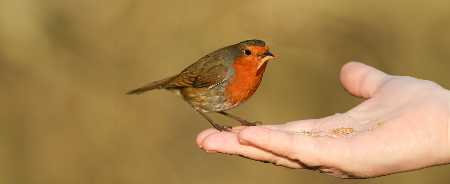 Mealworms for robins