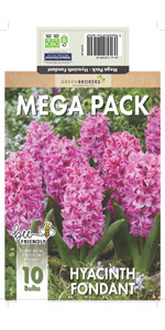 Hyacinth Fondant Bulbs