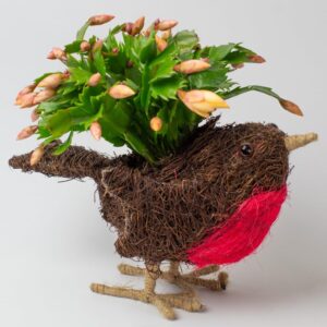 Christmas Cactus in Animal Rattan Planter - Christmas Decoration for Office