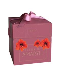 Amaryllis Red (1 Bulb) - Deluxe Gift Box with Ribbon Includes 12cm Pot and a Small Bag of Potting Soil Easy to Grow Indoor Houseplant by Jamieson Brothers