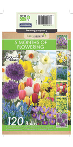 5 Month Flowering Bulbs