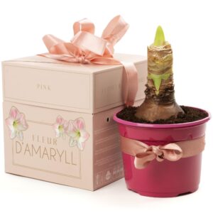 Amaryllis Pink (1 Bulb) - Deluxe Gift Box with Ribbon Includes 12cm Pot and a Small Bag of Potting Soil Easy to Grow Indoor Houseplant by Jamieson Brothers