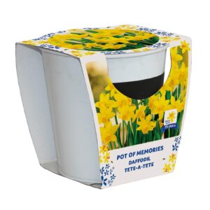 Marie Curie Daffodil Tete-a-Tete Tin Planter Pot of Memories 75th Anniversary Chalkboard Label