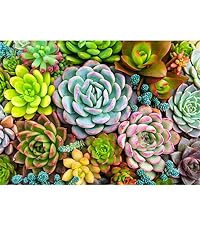 1000 piece Succulent Plants
