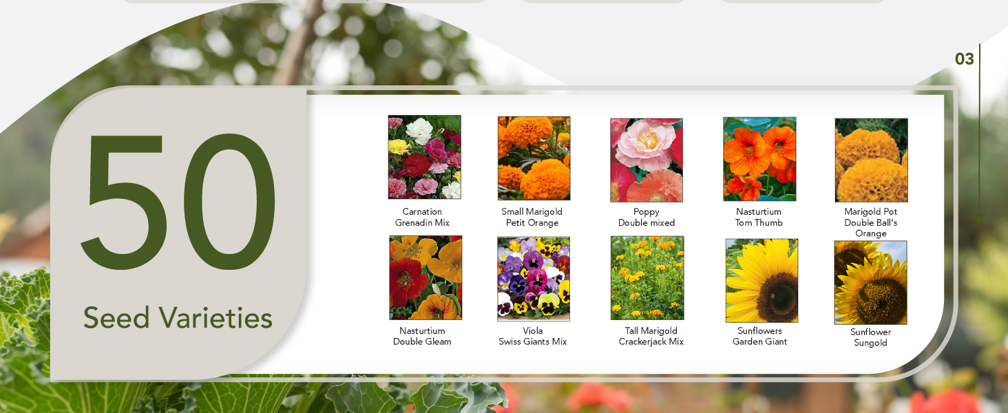 seed seed starter kit grow vegetables kit vegetabel seeds mixed vegetable seeds vegetable and flower