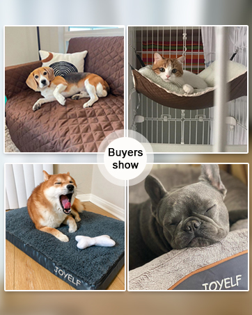dog bed