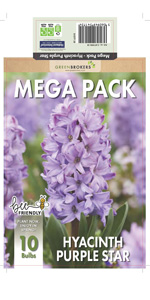 Hyacinth Purple Star