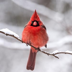 Robin perched on a twig, perfect food to encourage wild birds to thrive in your garden. 