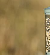 BirdCam