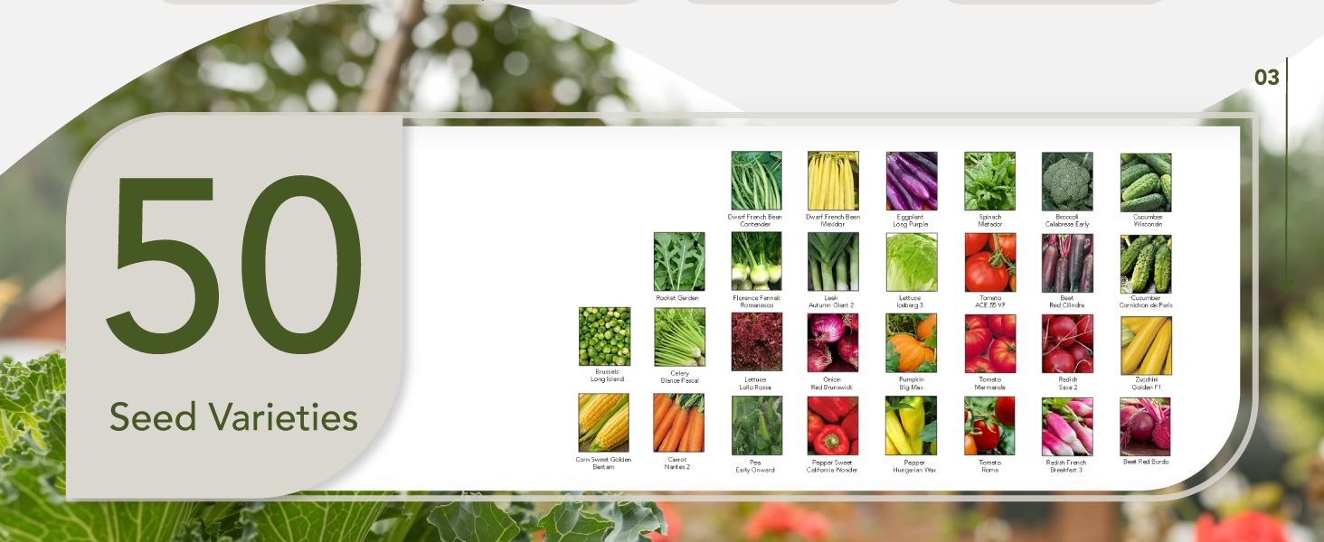seeds for planting vegetables vegetable garden seed vault kit heirloom seeds vegetable seeds