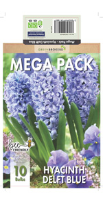 Hyacinth Delft Blue Bulbs 