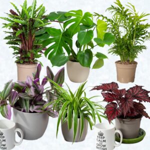 House Plants Indoor – Mix of 6 Real Indoor Plants in 13cm Pots