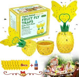 Fruit Fly Trap Indoors