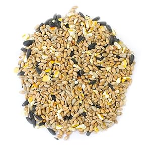 Chaffinch perched on a twig, perfect food for finches and other songbirds 