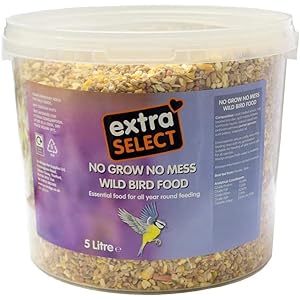 Robin perched on a twig, perfect food to encourage wild birds to thrive in your garden.