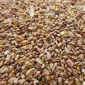 Chaffinch perched on a twig, perfect food for finches and other songbirds 