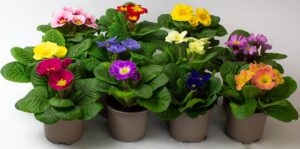 18 x Primula Acaulis – Primrose Plants Outdoor Garden Ready