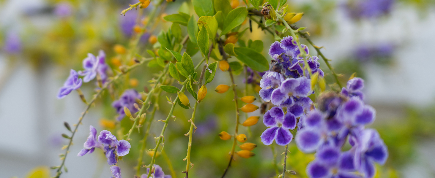 20mm f2.8 full frame for Sony E