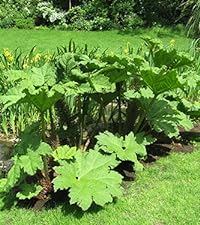 gunnera_manicata