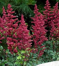 Astilbe_redBaron